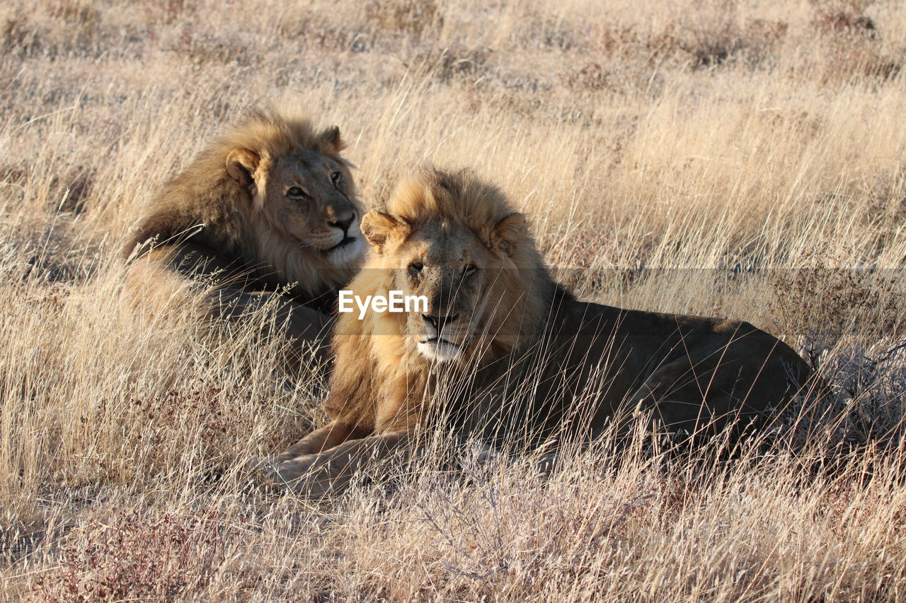 Male lions in etosha game park in namibia