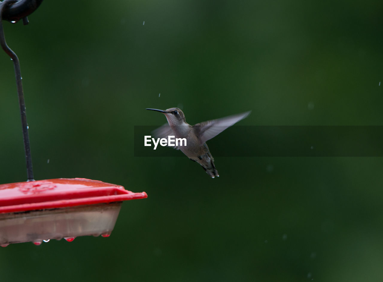 Close-up of hummingbird flapping wings by feeder during rainfall