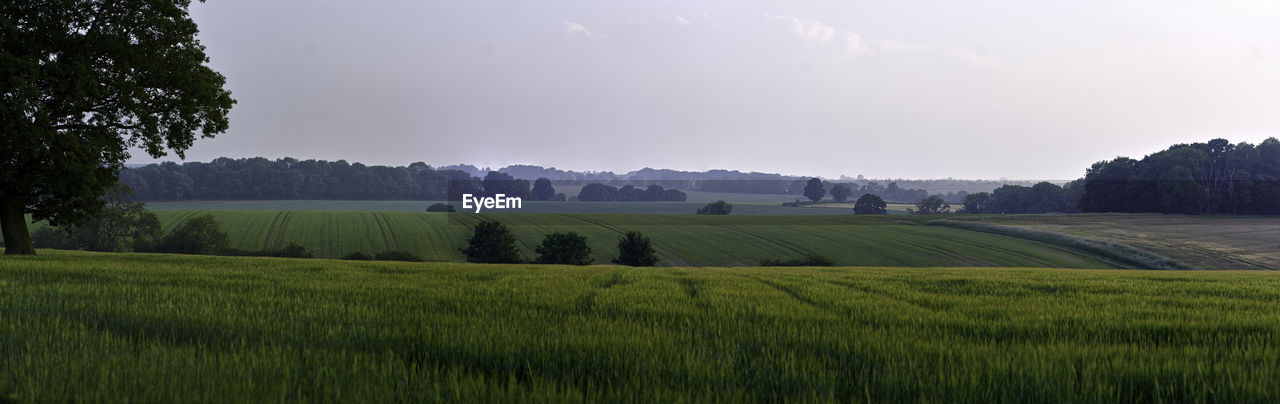 Scenic view of agricultural field against sky