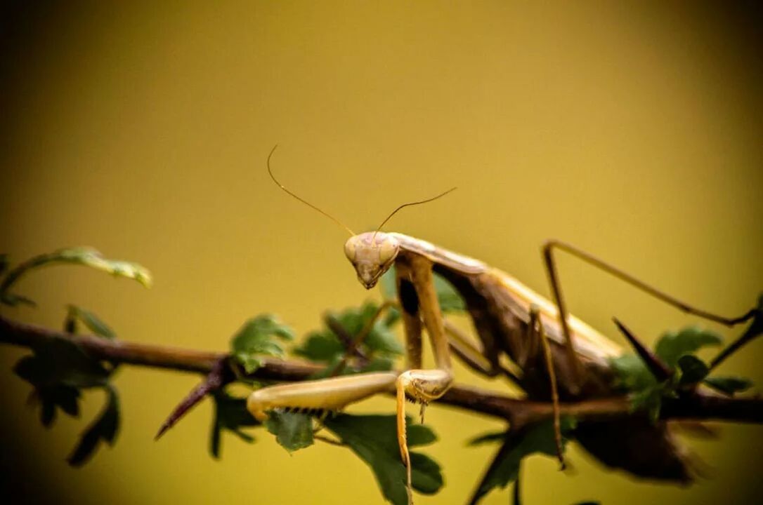 Close-up of grasshopper on branch