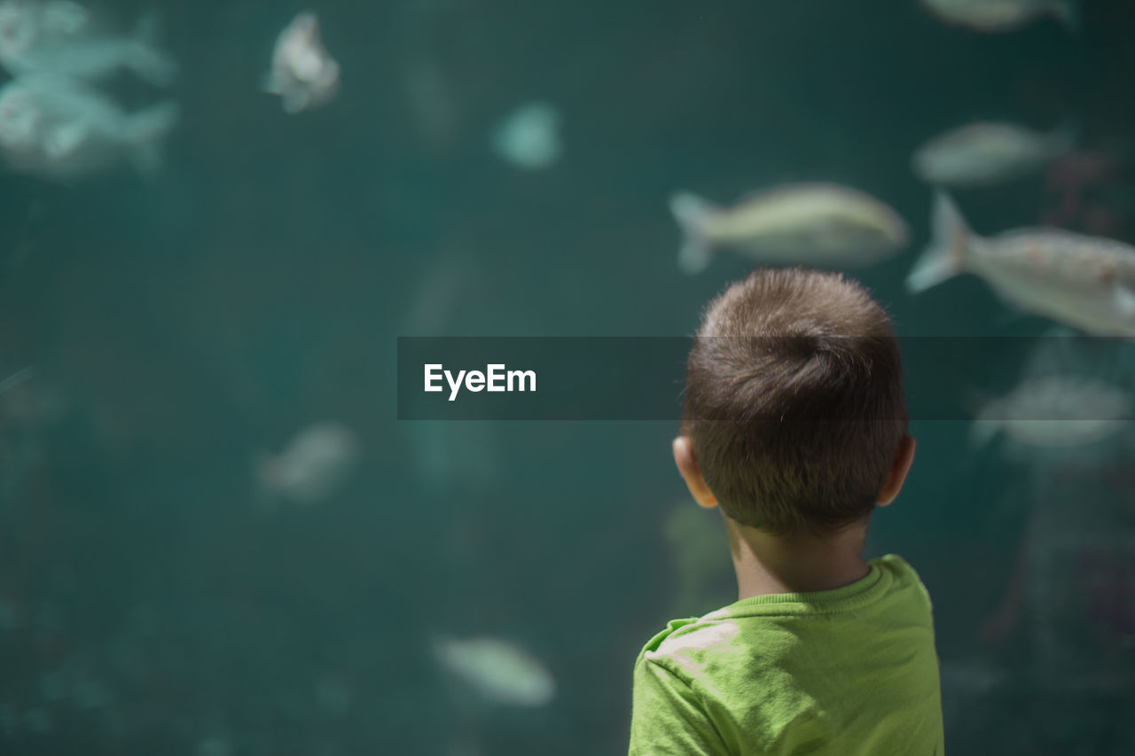 Rear view of boy at aquarium