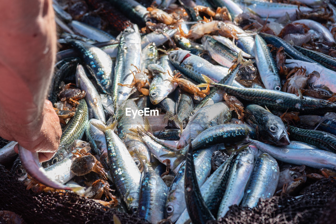 Cropped hand buying fish in market