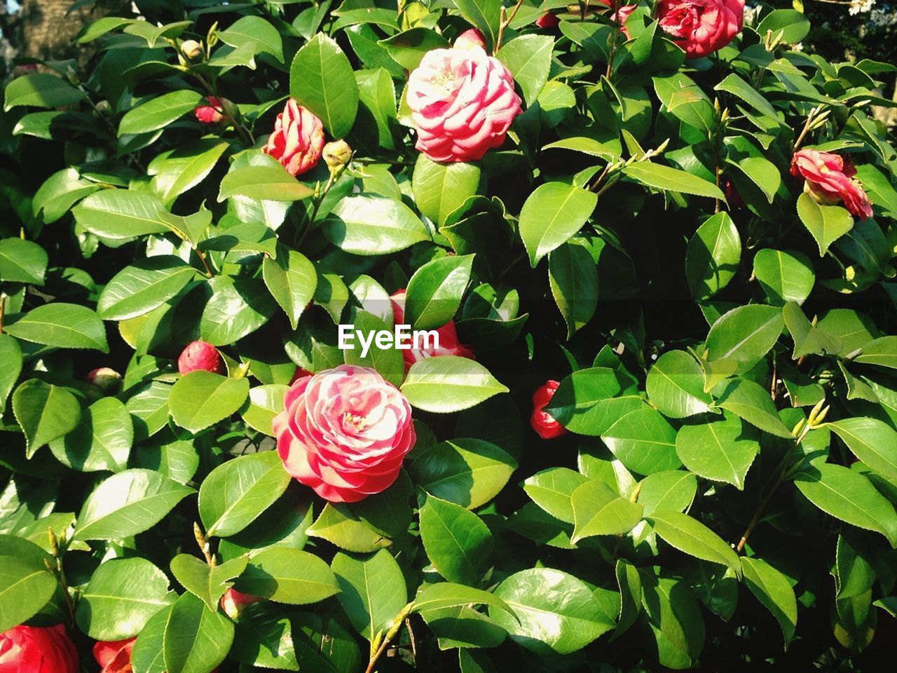 CLOSE-UP OF RED FLOWERS