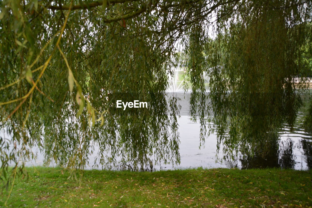 TREES ON LAKESHORE