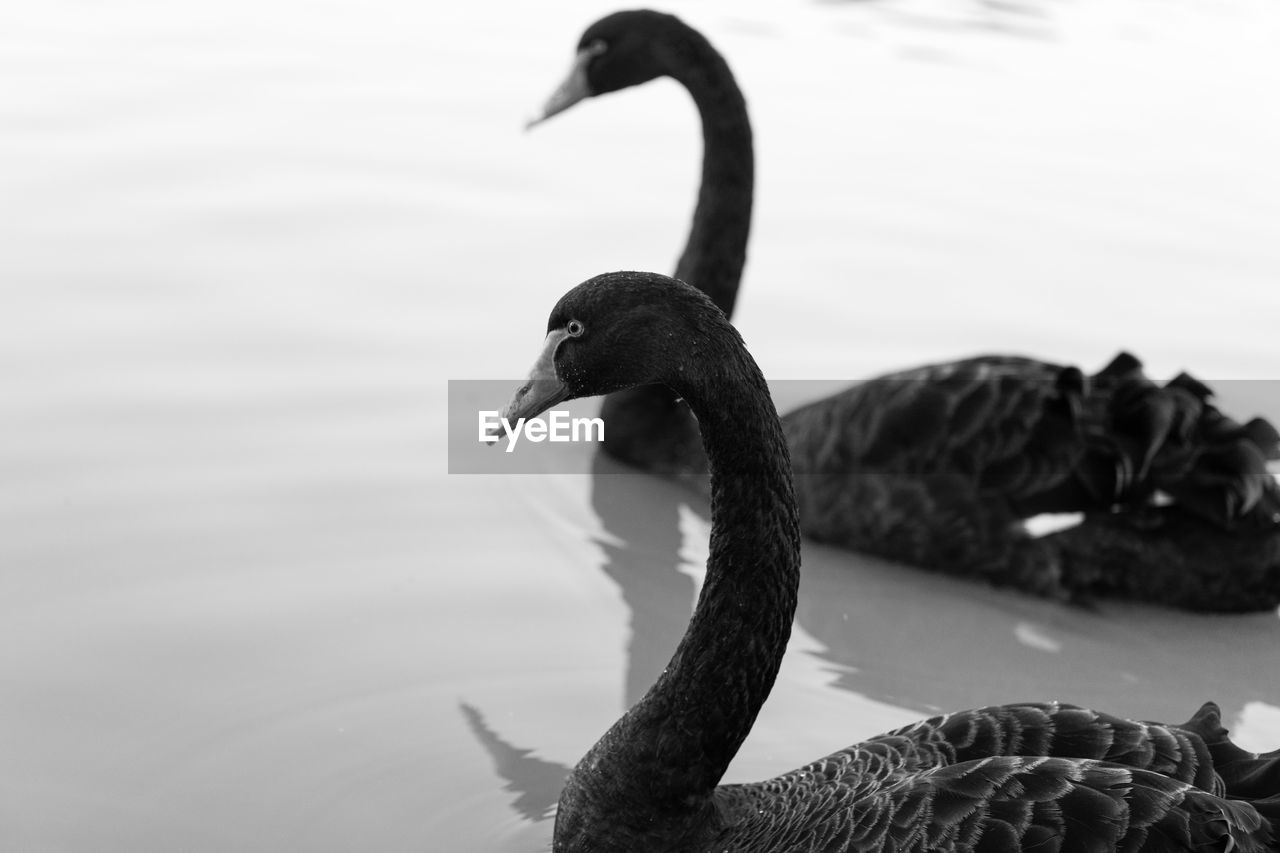 SWAN IN LAKE