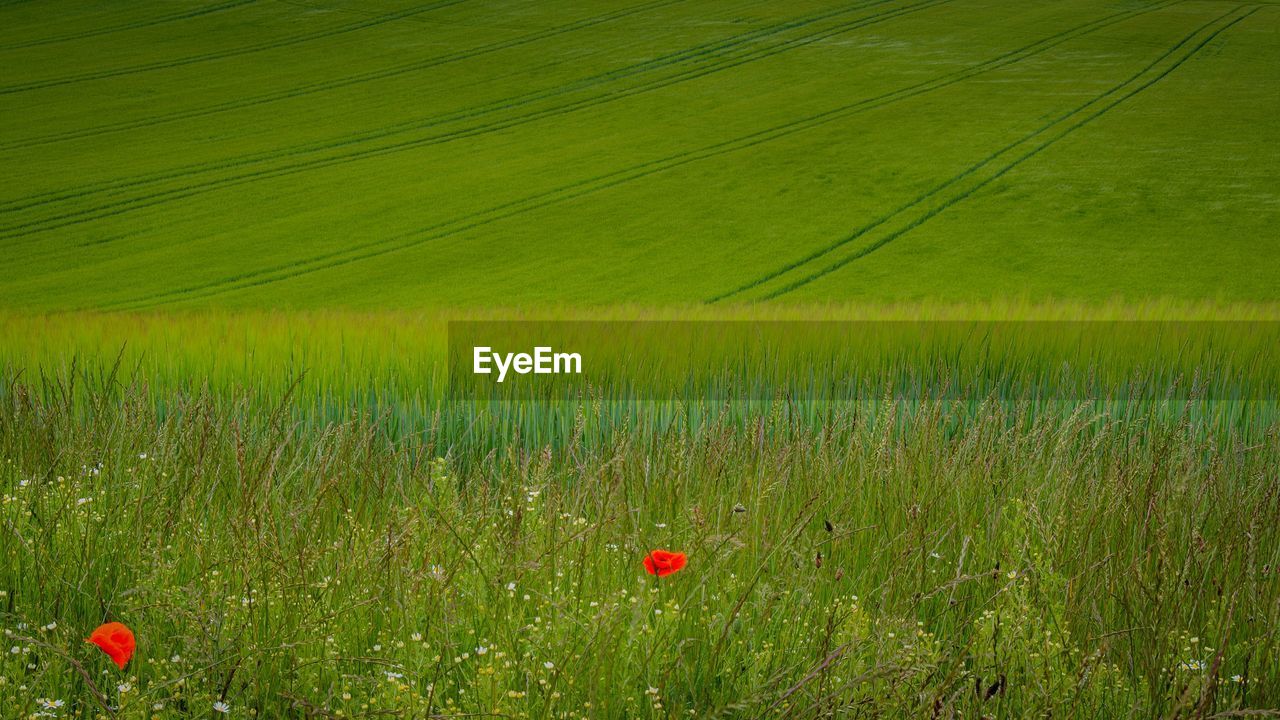 Poppies in rolling green fields