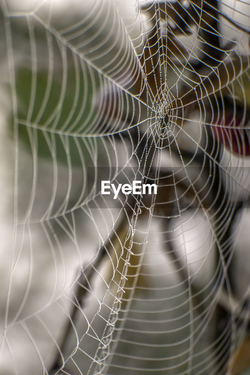 DETAIL OF SPIDER WEB