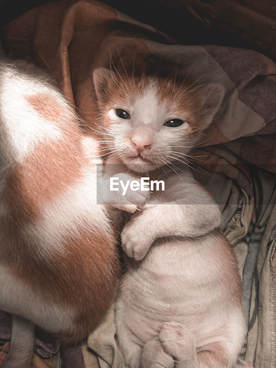 HIGH ANGLE VIEW OF CUTE KITTEN RELAXING ON BED