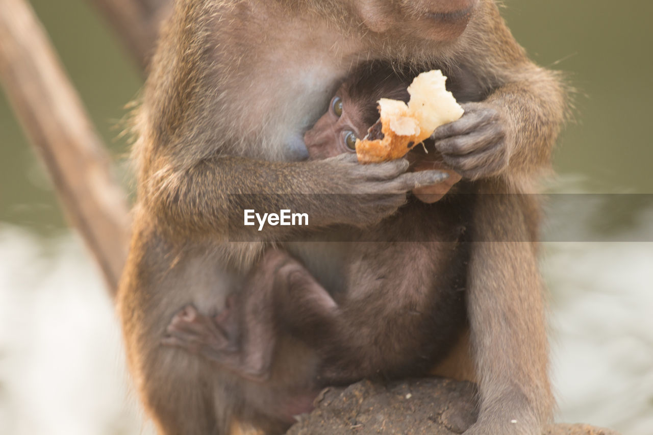 Close-up of long-tailed macaque holding food while feeding infant at zoo