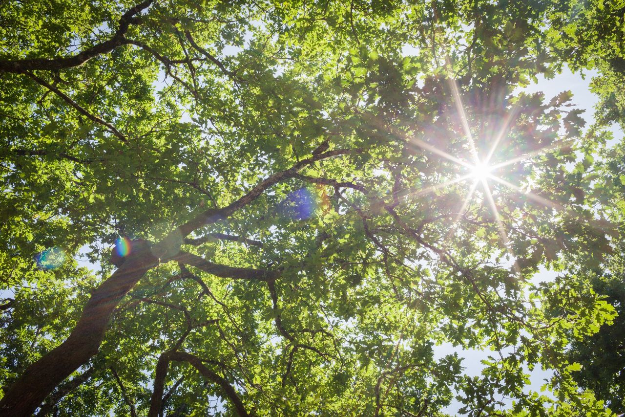 Low angle view of sun shinning through trees