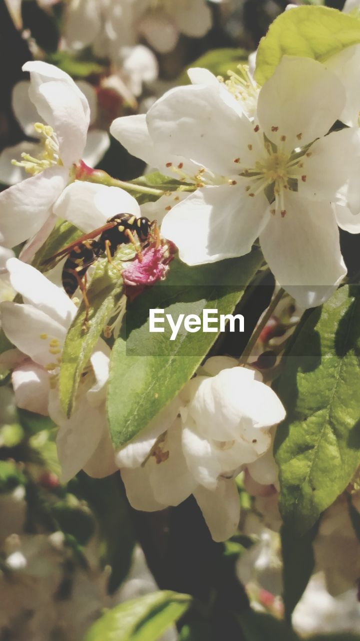 Close-up of white flowers blooming