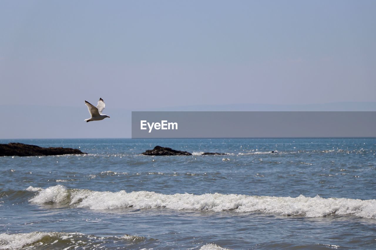 SEAGULL FLYING ABOVE SEA