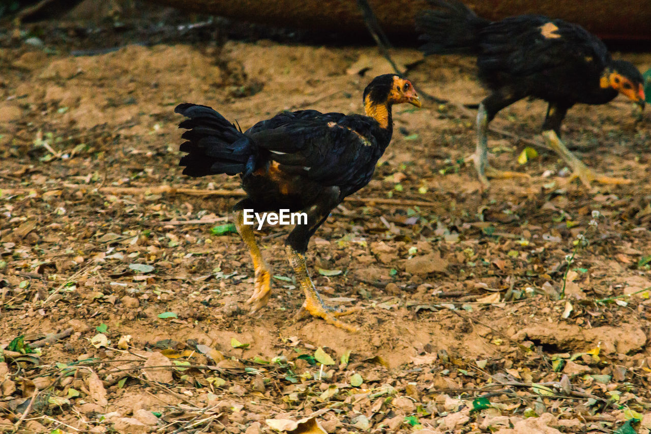 animal themes, animal, bird, chicken, wildlife, domestic animals, livestock, nature, animal wildlife, no people, mammal, group of animals, pet, outdoors, black, land, rooster, day, full length, agriculture, field, fowl