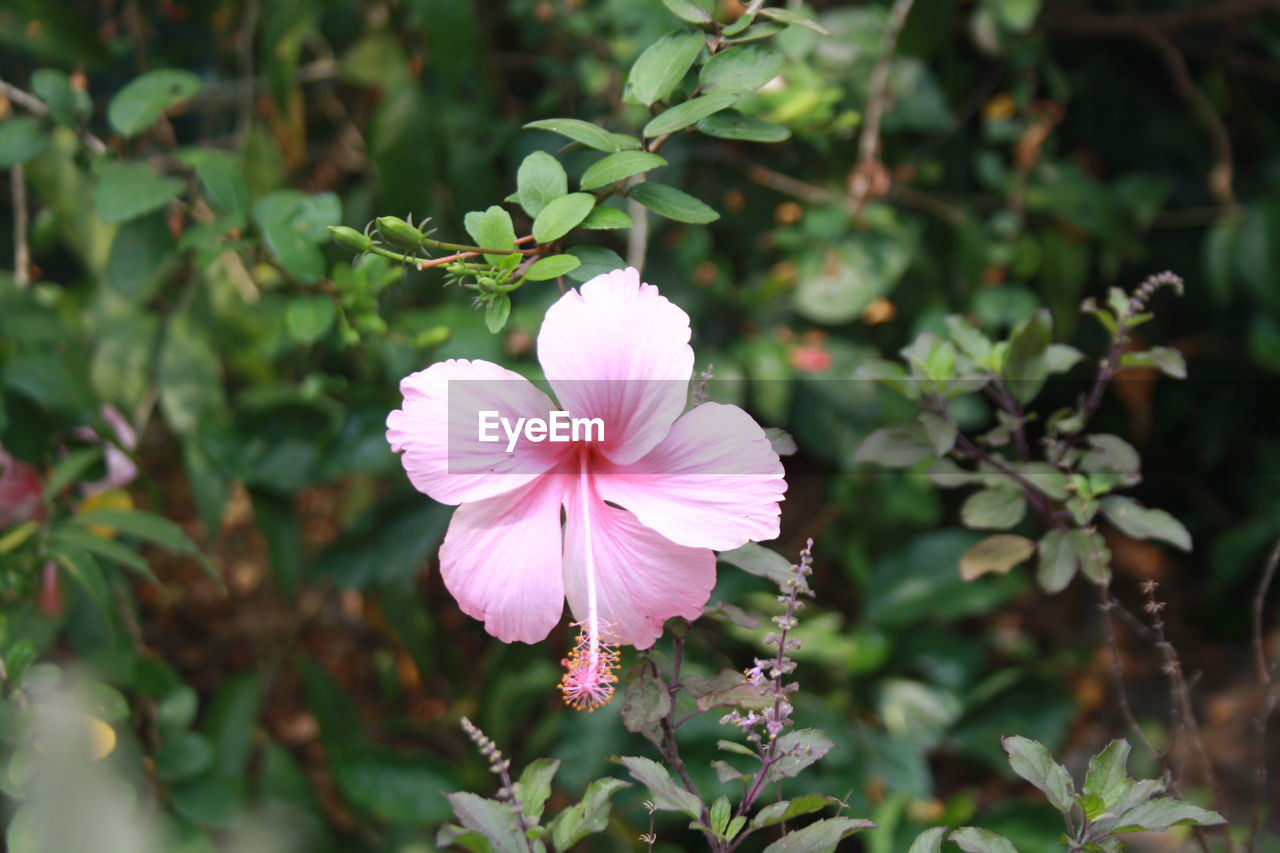 Close-up high angle view of flower and leaves