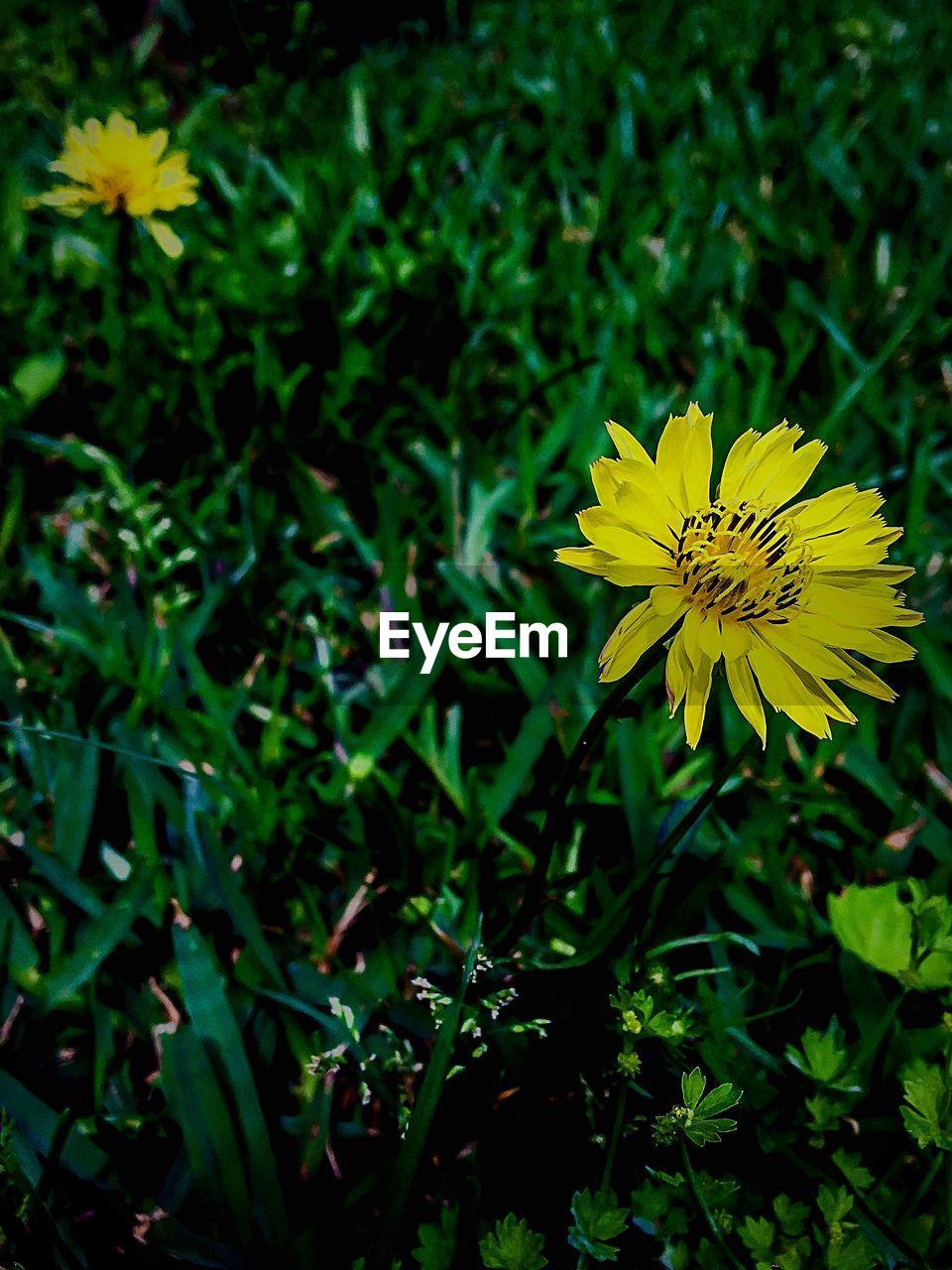 CLOSE-UP OF YELLOW COSMOS FLOWER BLOOMING IN FIELD