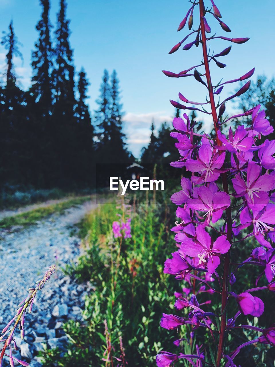 CLOSE-UP OF PURPLE FLOWERING PLANTS AGAINST SKY