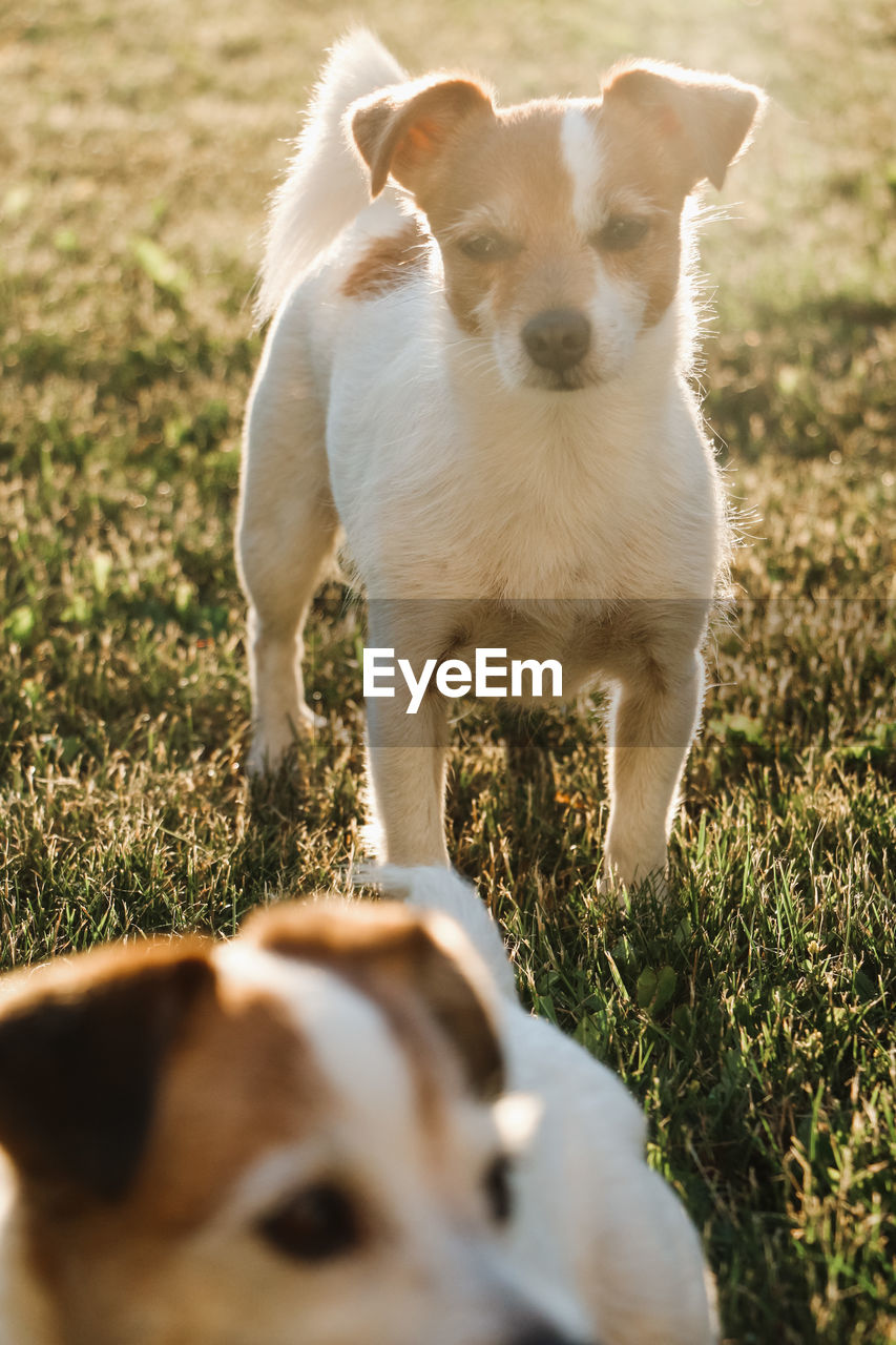 Dog standing in a field