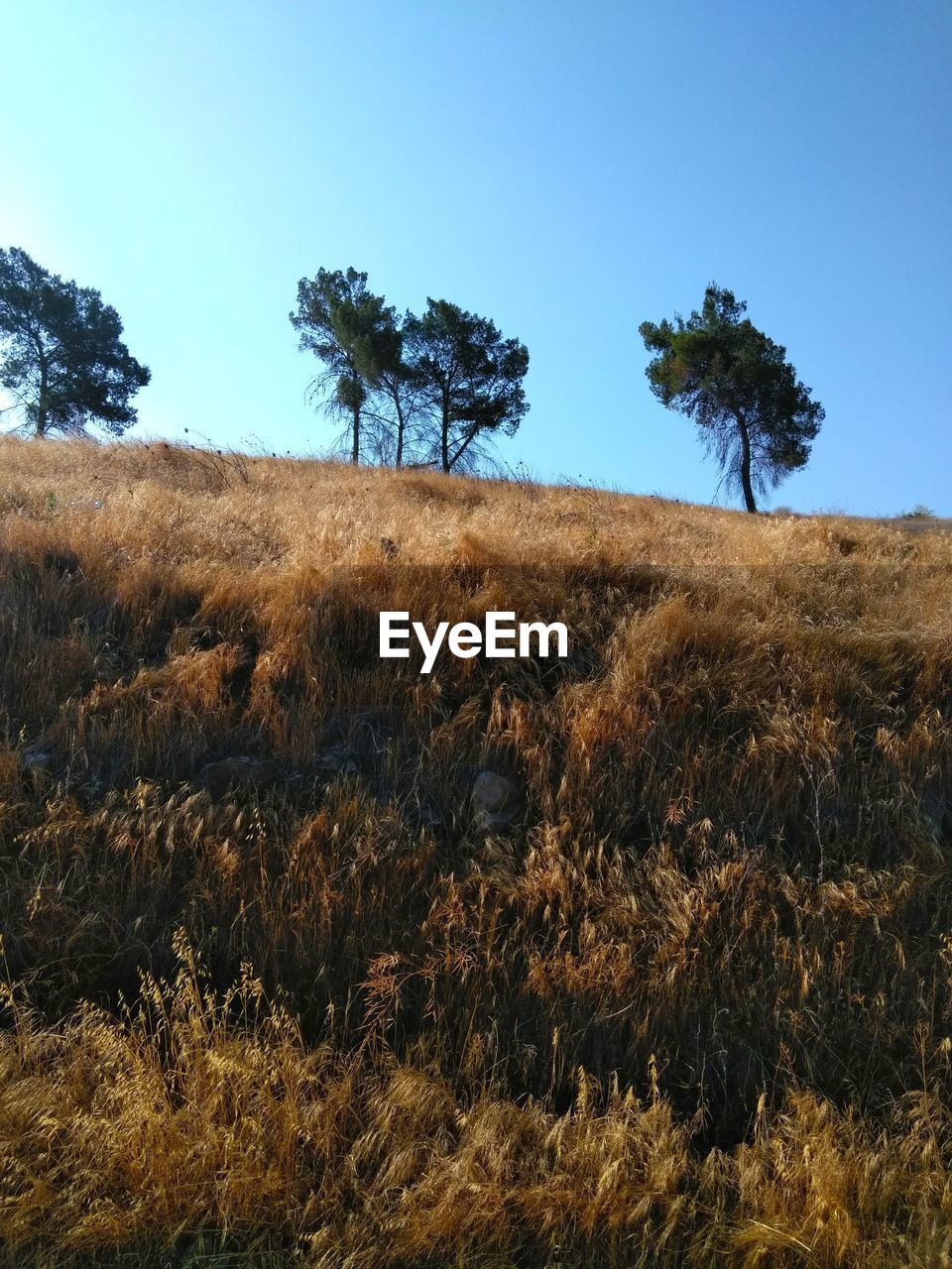 PLANTS ON FIELD AGAINST CLEAR SKY