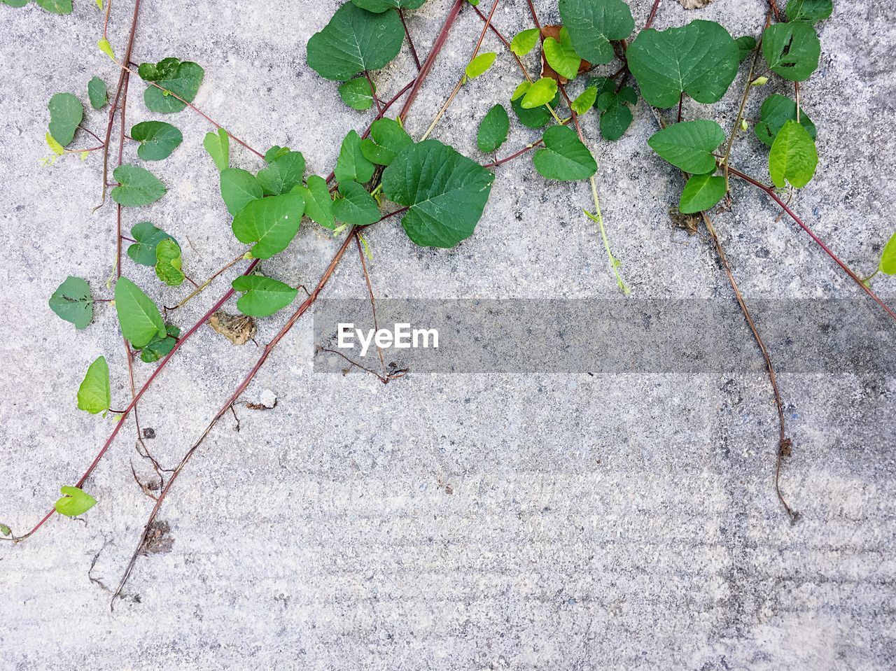 HIGH ANGLE VIEW OF CREEPER PLANT