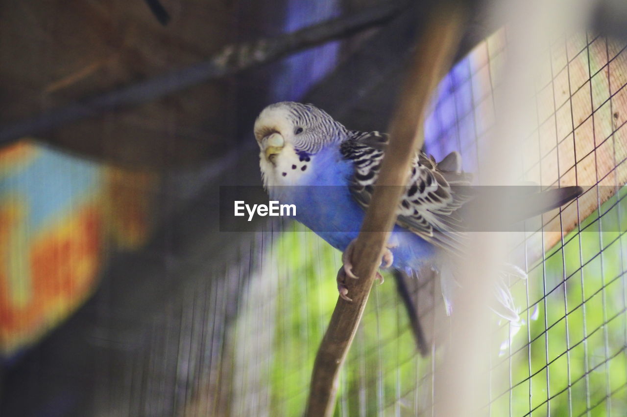 Close-up of parrot in cage