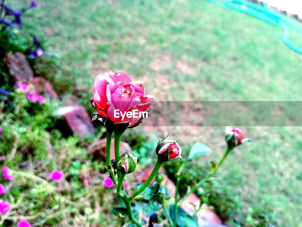 HIGH ANGLE VIEW OF PINK ROSE ON PLANT