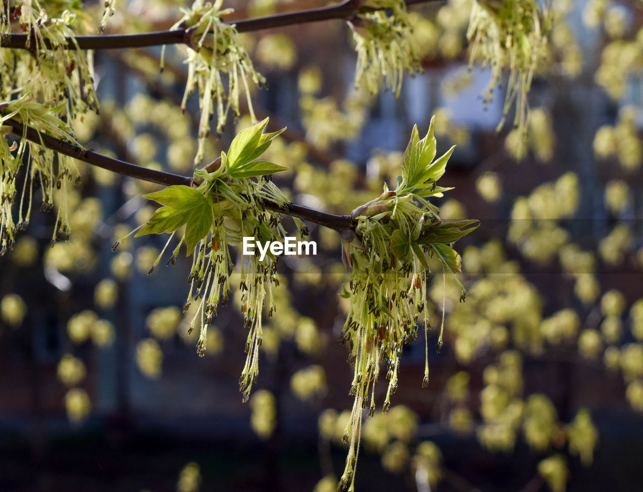 Close-up of flowering plant