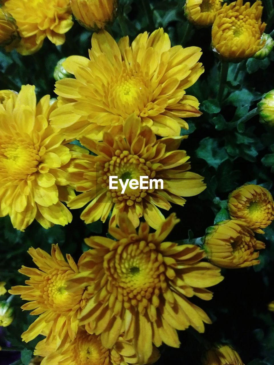 CLOSE-UP OF YELLOW FLOWERS BLOOMING