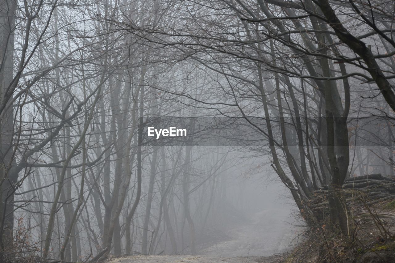 Bare trees on misty landscape