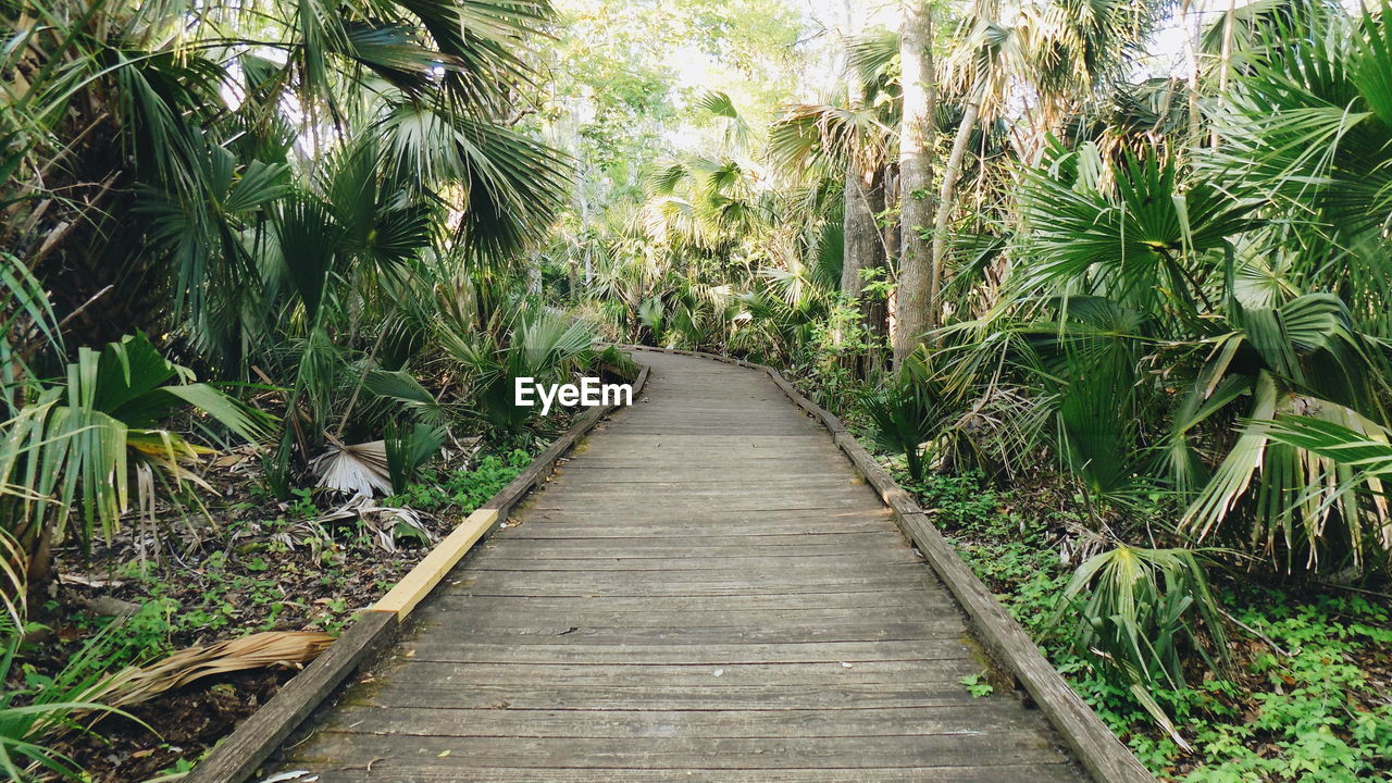 Boardwalk amidst plants and trees