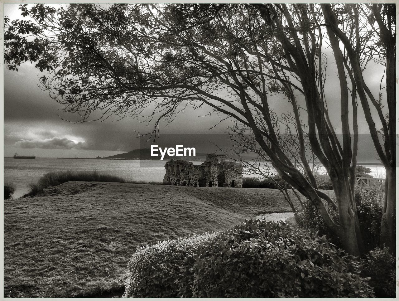 SCENIC VIEW OF GRASS AND TREES AGAINST SKY