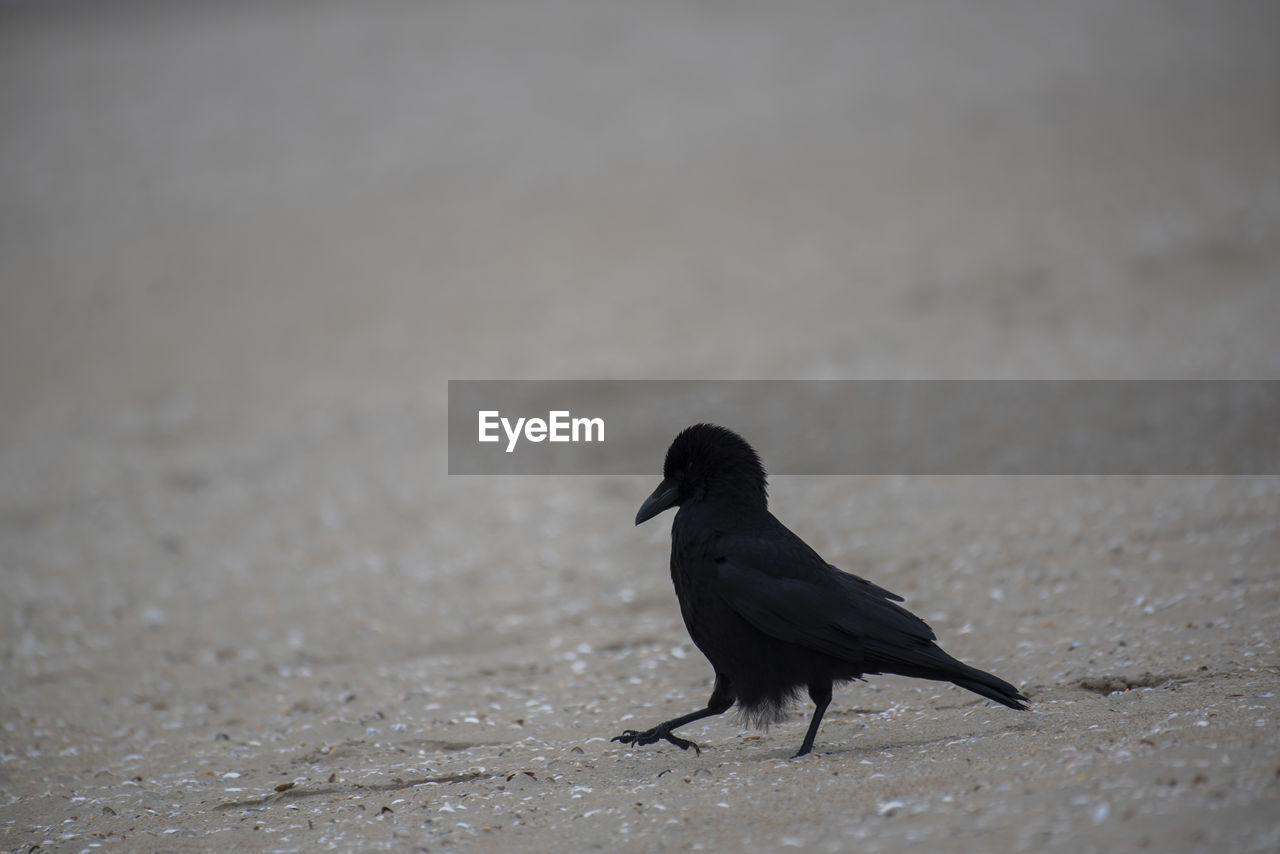 Black bird perching on a sand