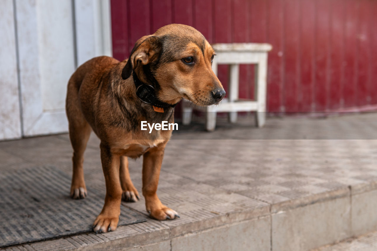 Dog waiting for adoption in animal shelter. homeless dog in the shelter. stray animals concept.