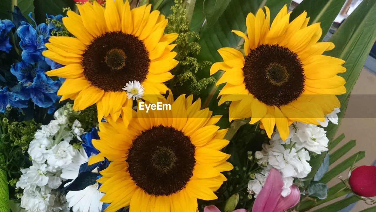 SUNFLOWERS BLOOMING OUTDOORS