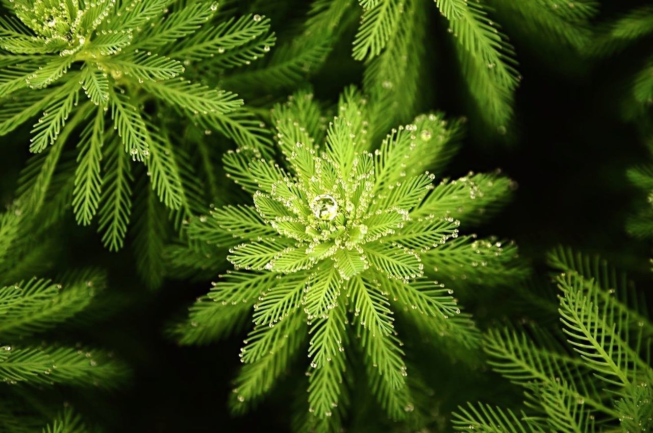 Close-up of fresh green plant