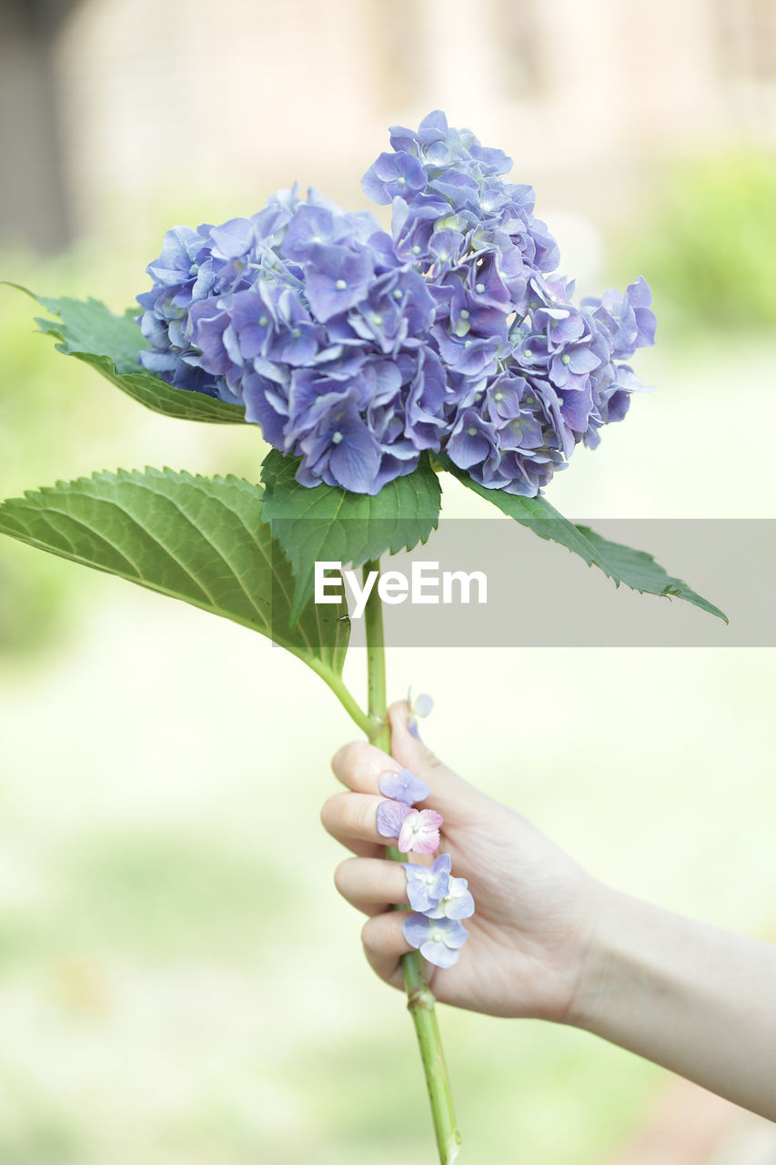 CLOSE-UP OF HAND HOLDING PURPLE ROSE