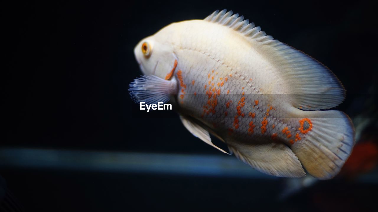 Close-up of fish swimming in sea