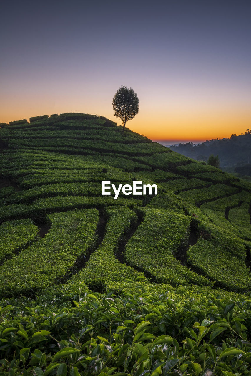 Scenic view of tea plantation pattern against sky during sunset