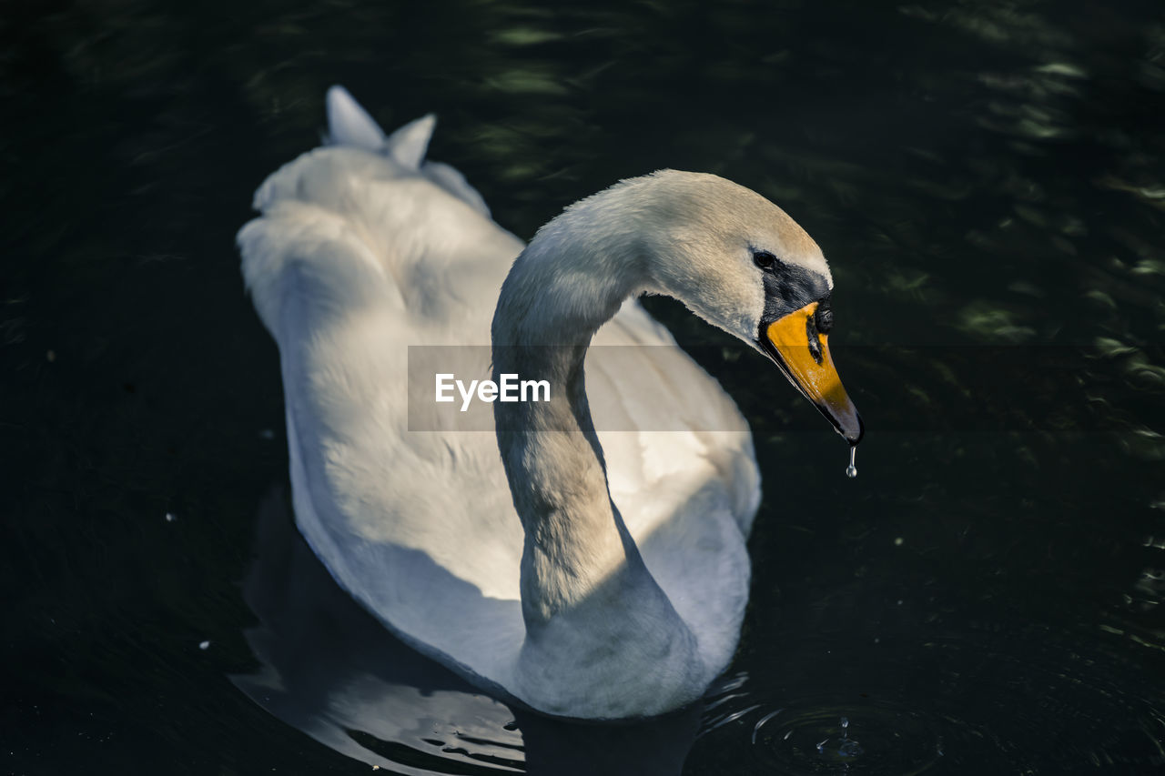 Close-up of swan at lake