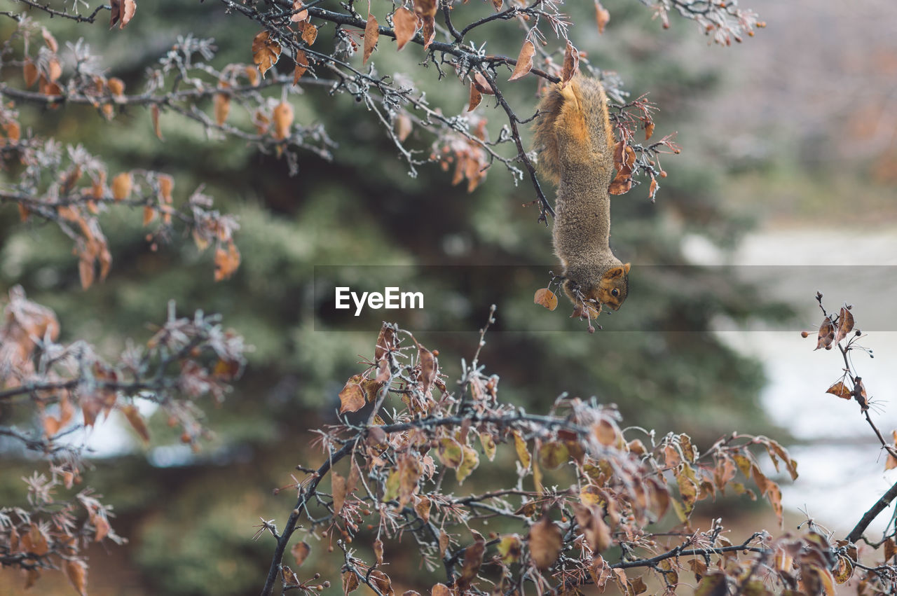 Close-up of dry leaves on branch amd a squirrel 