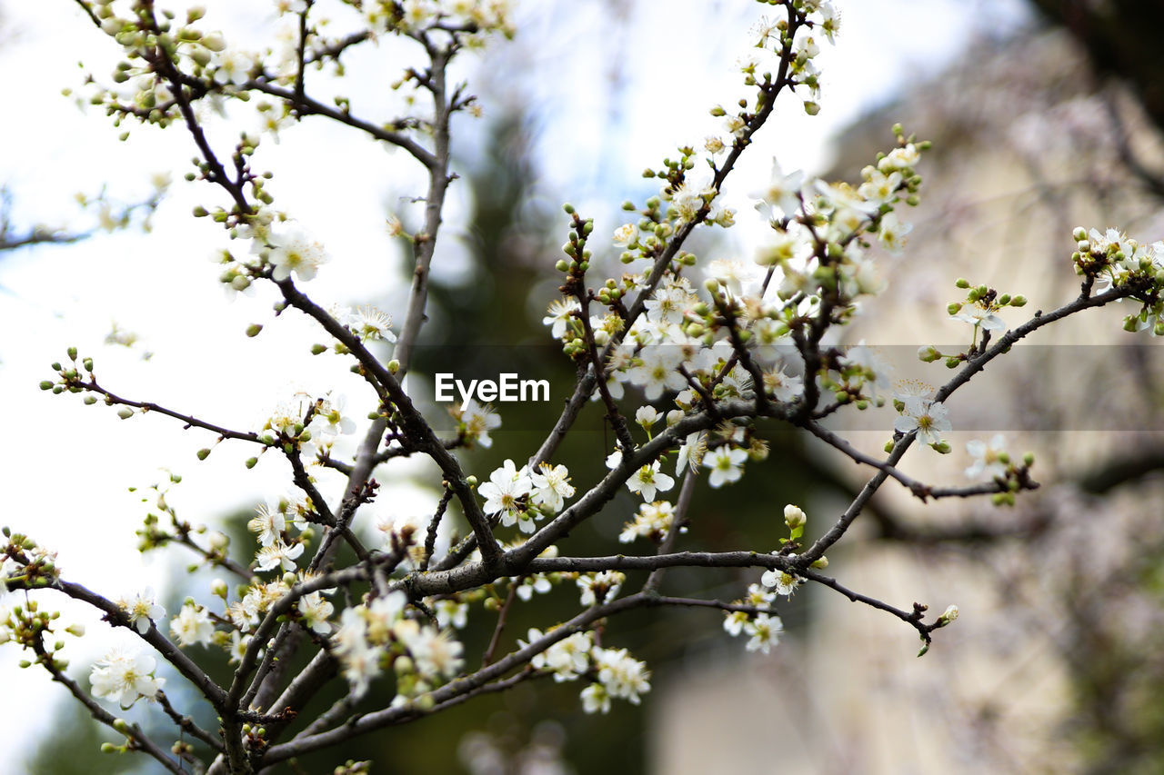 Low angle view of cherry blossoms in spring