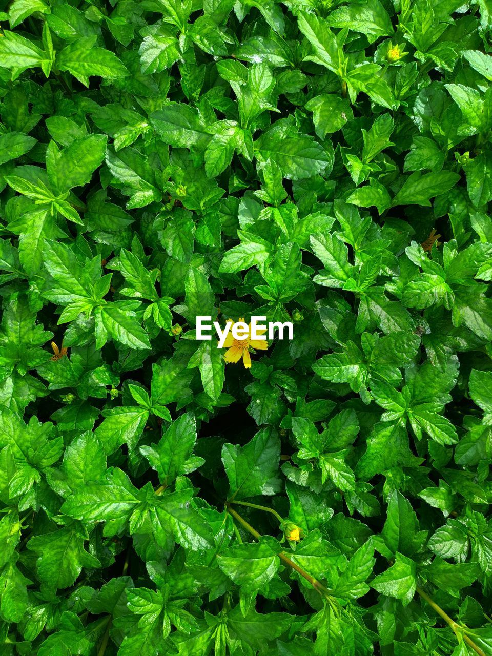 HIGH ANGLE VIEW OF FLOWERING PLANTS ON GREEN PLANT