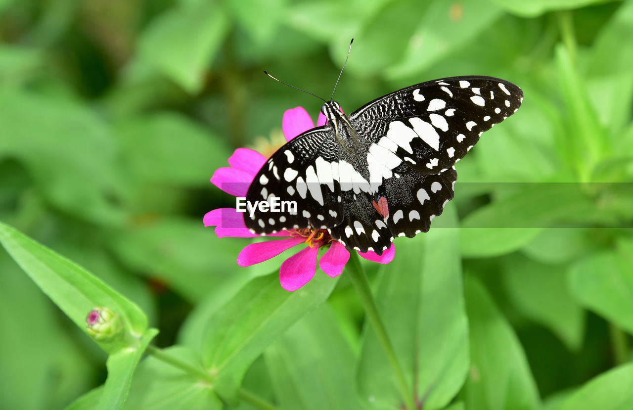 CLOSE-UP OF BUTTERFLY POLLINATING ON PURPLE FLOWER