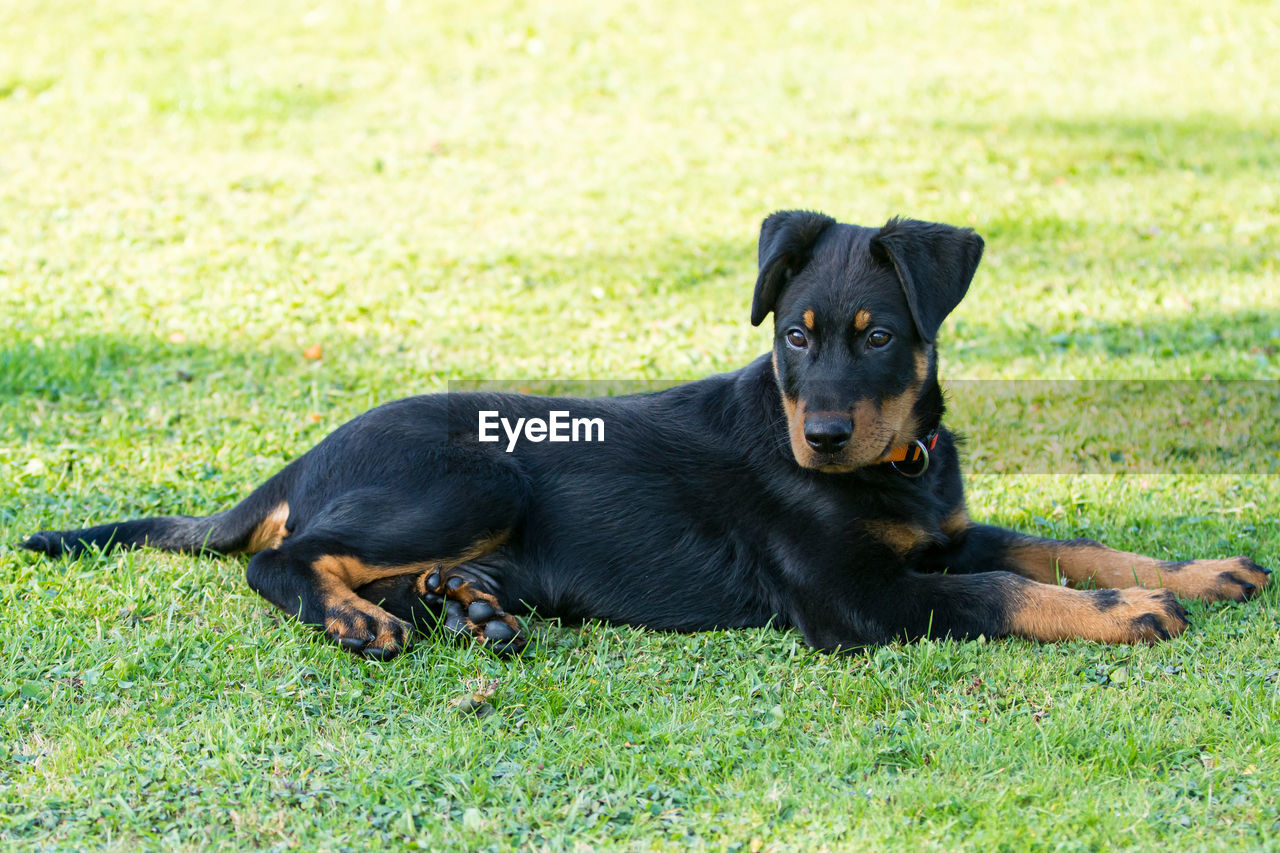 BLACK DOG LYING IN GRASS