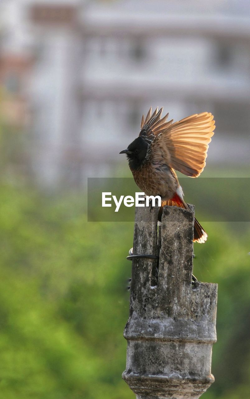 CLOSE-UP OF BIRD FLYING