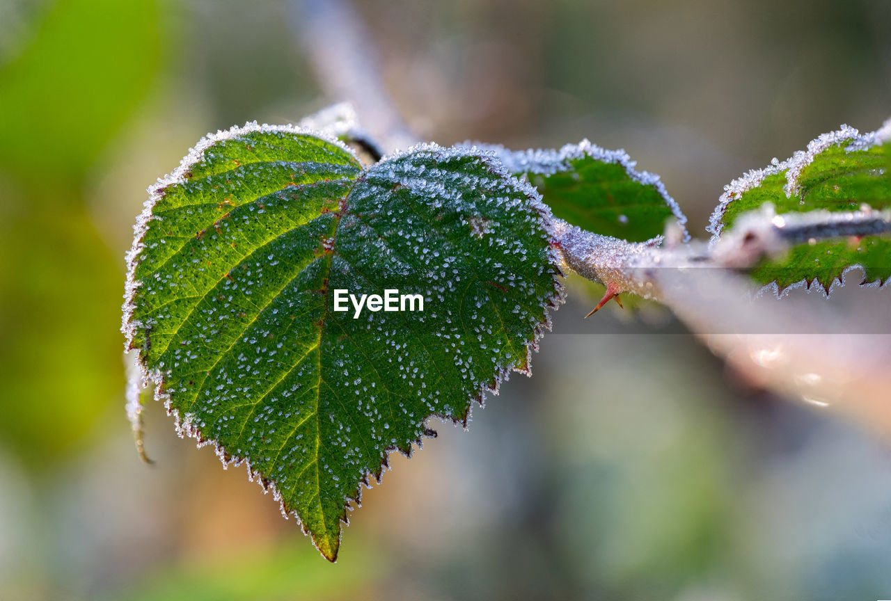 Close-up of leaves on plant