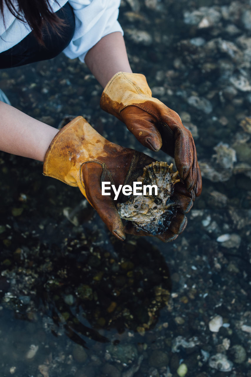 Woman on pacific northwest rocky beach picking oysters with rawhide gloves