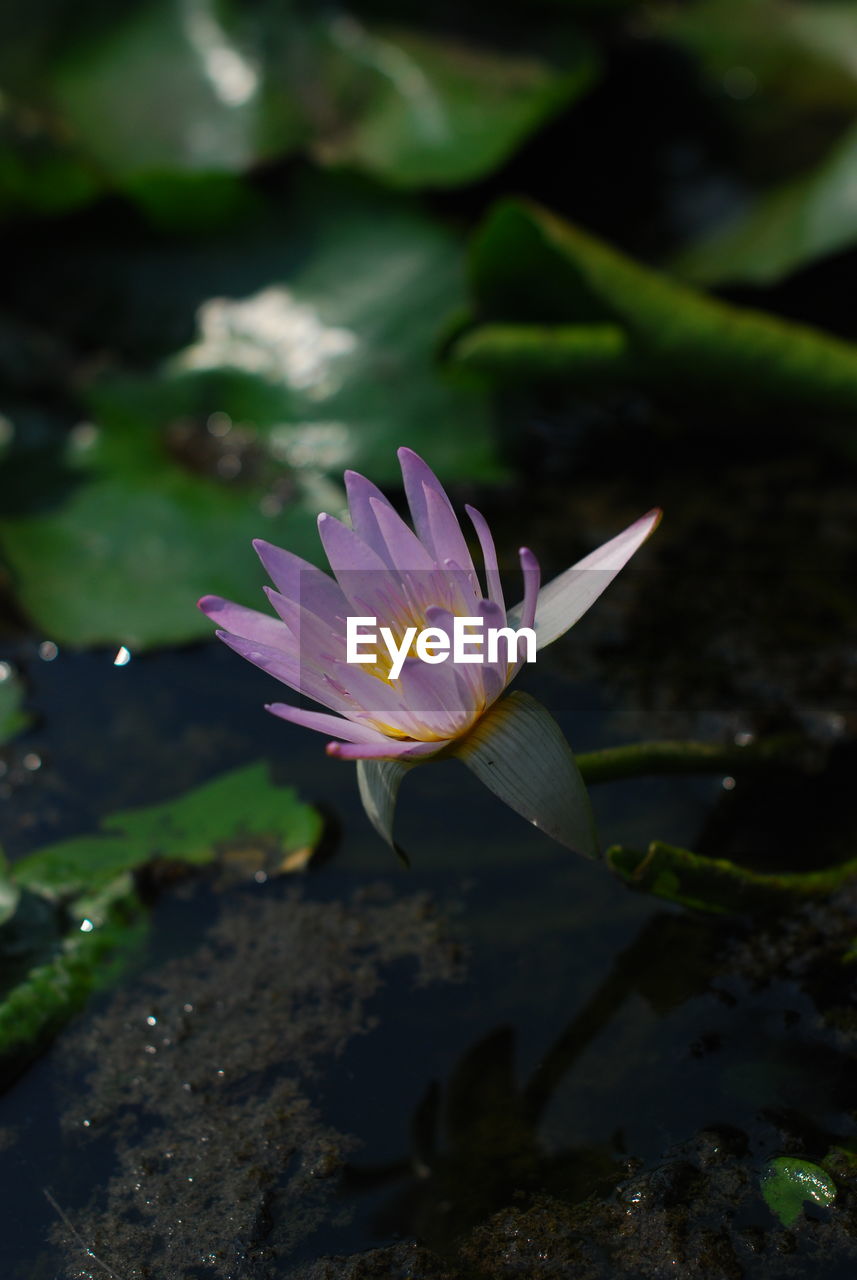 CLOSE-UP OF PURPLE WATER LILY IN POND