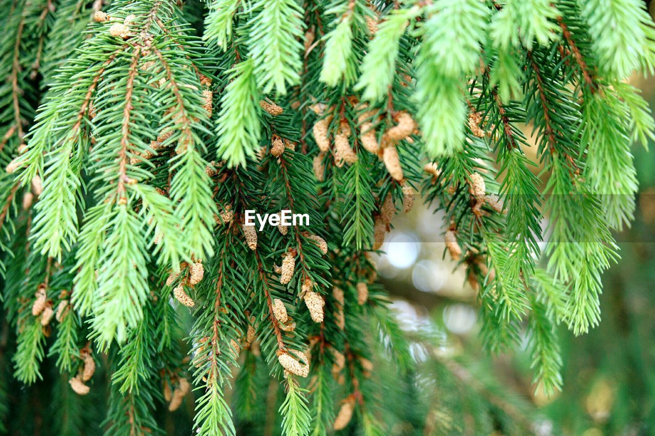 Close-up of pine needles at park