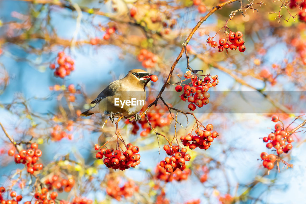 Cedar waxwing