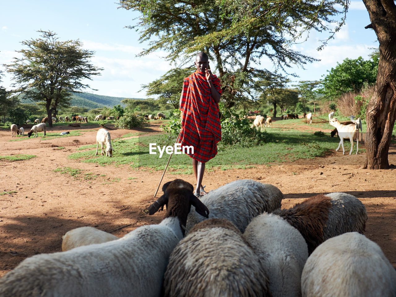 Portrait of man standing by sheep on field